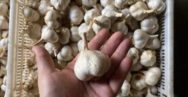 Venta de ajetes tiernos, cortados cortos o en trenzas.