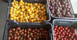 Tomates cherry en la mezcla. La cantidad ofrecida es