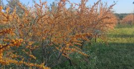 Se vende espino amarillo ecológico 15 toneladas.