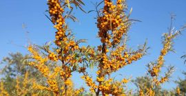 Espino amarillo ecológico a la venta 15 toneladas