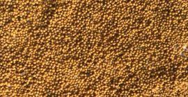Brassica juncea; Semillas de mostaza oriental y otros tipos