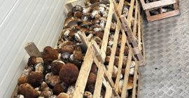 La temporada de cosecha ha comenzado. Producto ecológico. Podemos