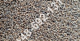 Venta de cilantro en grano Pureza - 99,20% El