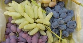 Uvas frescas de todo tipo para exportación desde Uzbekistán