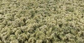 Ofrezco Sambuchi nigri, Allium ursinum, Artemissia abrotanum herba. Pregunte