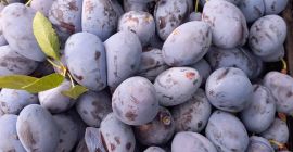 Vendo una variedad de ciruela azul &quot;Stanley&quot; de mi