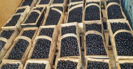 Se vende Arón. Recogemos la fruta a mano por