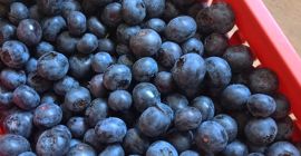 Arándanos de nuestra propia plantación, variedad Bluecrop. El fruto