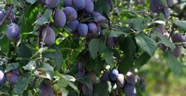 Vendo 20 toneladas de ciruelas autóctonas de Cačan en