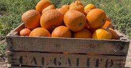 Mayorista de calabazas de Halloween de varios pesos desde