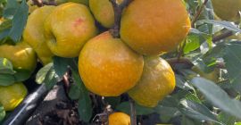 Venderé membrillos de frutos grandes. Frutos grandes y muy