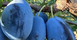 Venta de ciruelas Stanley frescas de Moldavia Ofrecemos a