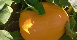 Hola, tengo a la venta una calabaza comestible Golias