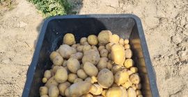 Hola, vendo deliciosas patatas Queen Anne y Michalina caseras.