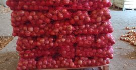 Vendo cebolla de la variedad Nogal, ubicada en el