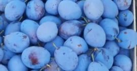 Vendemos ciruelas de origen Ucrania Precio de primera calidad