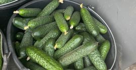 Nuestra empresa vende pepinos de origen Rumanía en grandes
