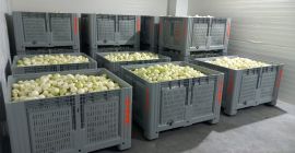 Hola, nuestra empresa es fabricante de cebollas peladas. Cebolla