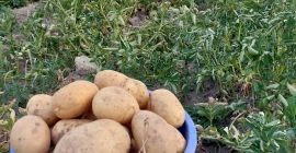 Vendo patatas blancas y rojas en grandes cantidades, envasadas