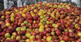 ¡Ofrezco manzanas industriales a la venta en el condado
