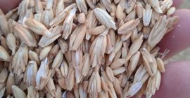 Vendo 30.000 kgs de espelta ecológico, cosecha 2024, sin