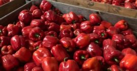 Ofrecemos pimientos rojos, verdes melange enteros y cortados, los