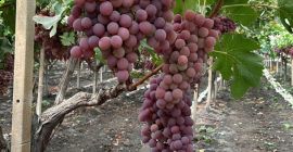 El origen de las uvas es Italia, Sicilia. La