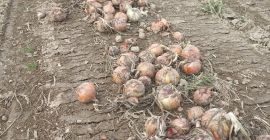 VENDO CEBOLLA ORGÁNICA, PELADA O PELADA, VARIEDADES BONUS Y