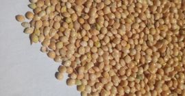 Продам mijo amarillo, blanco sin glifosato.