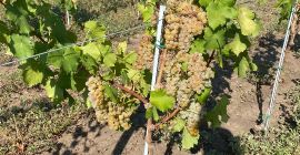 Uvas para elaboración de vino, DOC Dealu Mare, de