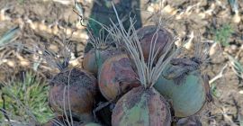Venderé cebollas blancas holandesas directamente de la granja. Raza: