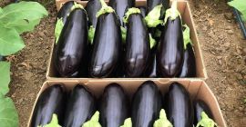 ❗️¡Vendemos verduras frescas rumanas al por mayor! ❗️¡Vendemos verduras