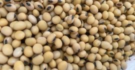 Venderé soja, aproximadamente 10-12 toneladas. Cosecha 2024. Variedad magnolia.