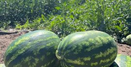 ¡Buen día! Venderé sandía polaca, dulce y jugosa, de