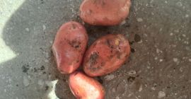 Ofrecemos variedades de patatas amarillas y rojas (Vineta, Queen