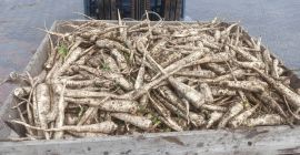 Venderé perejil tierno con certificado Global GAP, variedad Arctica,