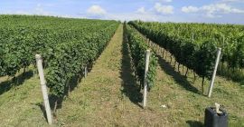 Venta de uvas de la vid noble. ¡Las mejores