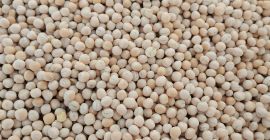 Guisantes limpios variedad Astronauta. Heno calificado disponible en 10