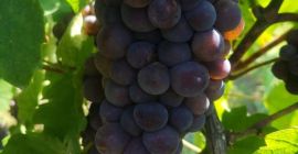 Venta de uvas de la vid noble. ¡Las mejores