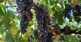 Uvas tintas Merlot y Montepulciano, Castelli Romani doc. Ubicado