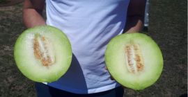 Vendemos más de 100 toneladas de sandía / melón