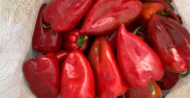 Se vende pimiento capia rojo calidad 1 y 2.