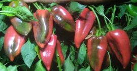 Vendo pimiento rojo. Cosecha diaria a partir del 10.09.