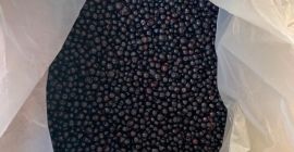 ¡Vendo arándanos de montaña!, calidad garantizada!