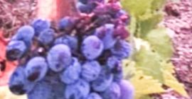 Uvas frescas negras y blancas muy buena calidad, precio