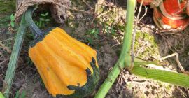 Venderé calabazas decorativas de mi propia finca. tambien tengo