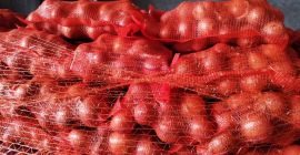 Vendo cebollas 10/1 calibre 40+.