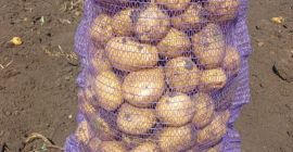 patatas frescas bolsa 25 kg 1 tonelada precio 250