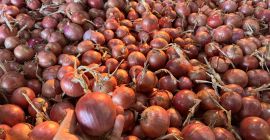 Cebolla rosa BLUSH y amarilla NATION, certificados GLOBALGap, GRASP.