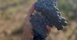 Uvas Merlot, 1,20 BGN el kilogramo. Disponible los días